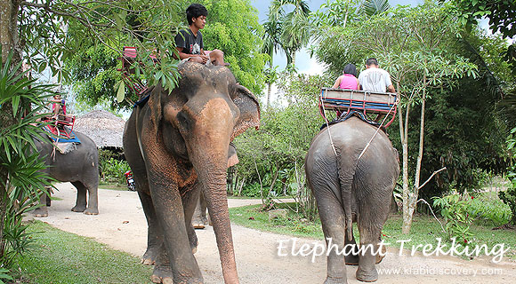 Krabi Elephant Trekking